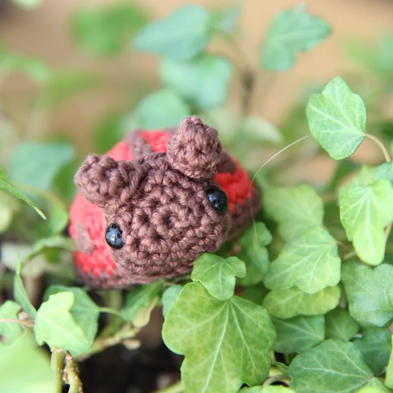 Photograph: the ladybug among ivy leaves in a pot, seen from the front, its brown head with two black eyes and the red shell with brown spots behind.