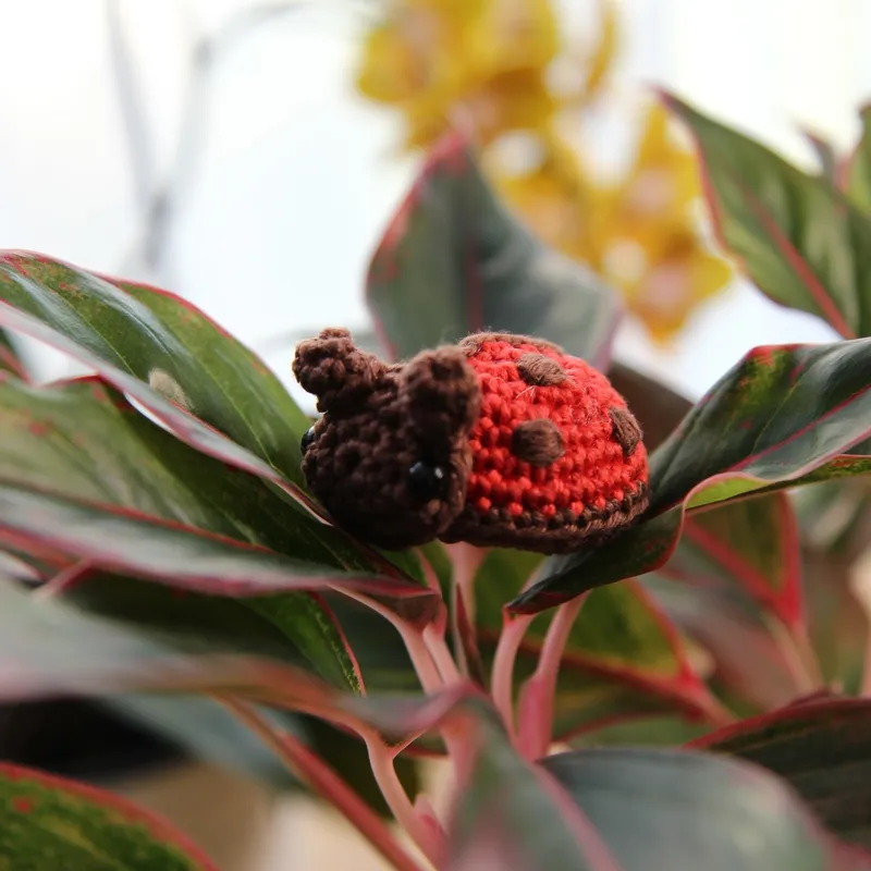 Photograph: the ladybug sitting on red-edged green leaves, seen from the side, its red shell with brown spots and its brown head.