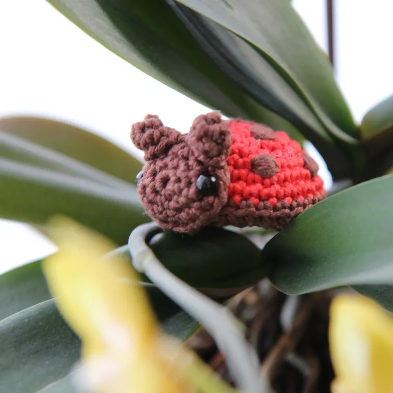 Photograph: the ladybug resting on the dark leaves of an orchid, its brown head with black eyes and its red shell with brown spots.